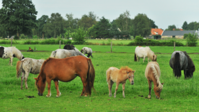 falabella