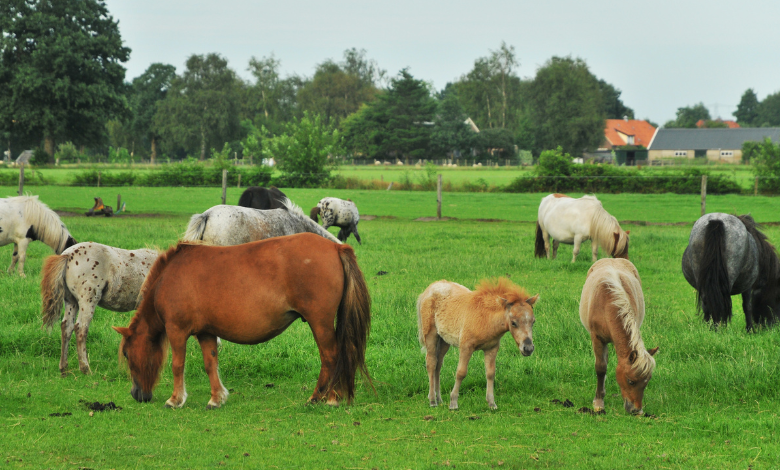 falabella